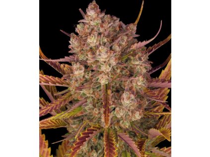 Dos Si Dos samonakvétací semínka