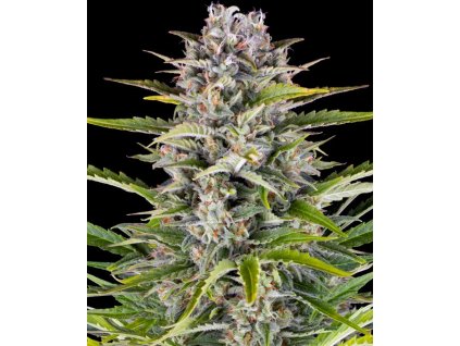 Gorilla Zkittles autoflower