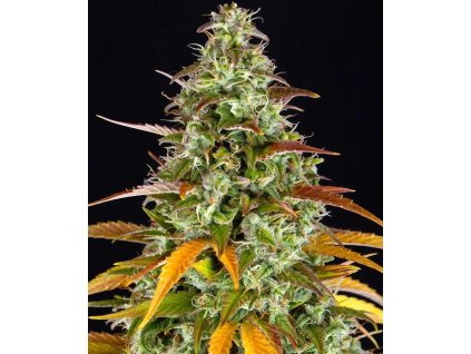 Watermelon Zkittles Auto semínka