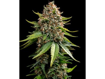 White Widow XXL autoflower semena