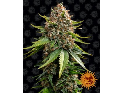 white widow xxl samonakvétací semena marihuany