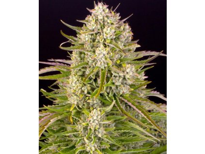 weddding cake autoflower seeds