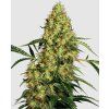 Mexican Sativa Fem - Sensi Seeds