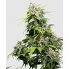California Indica Feminized
