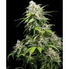 California Indica Feminized