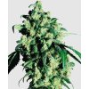 Super Skunk Fem - Sensi Seeds