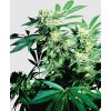 Skunk Kush feminizovaná semínka