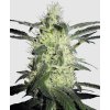 Silver Haze feminized