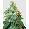 Jack Herer fem sensi seeds