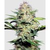 Sensi Skunk Auto Sensi Seeds