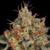 Critical feminized seeds