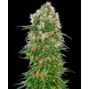 Shiva Skunk samonakvétací semena marihuany