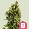 sour diesel feminized