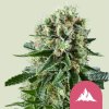 critical kush feminized