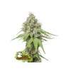 AK420 Fem - Seed Stockers