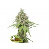 ak 420 feminized