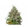 seedstockers amnesia feminizovana