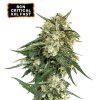 BCN Critical XXL Fast Fem - Seed Stockers