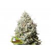 seedstockers jack herrer feminized