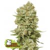 green crack feminized seeds