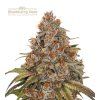 Blacberry Gum autoflower seeds