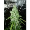 ak 420 autoflower seeds