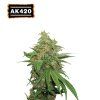 AK420 Auto - Seed Stockers