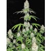 Magnum autoflower Buddha Seeds