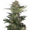 Red Dwarf Auto - Buddha Seeds