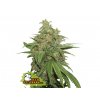 seedstockers ak420 auto feminizovana autoflowering