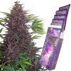 Purple Kush Auto Buddha Seeds