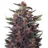 buddha purple kush samonakvétací semena marihuany