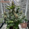 Ak feminized seeds