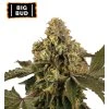 Big Bid samonakvétací semena
