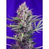 Cream Mandarine F1 Fast Version - Sweet Seeds