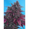 dark devil autoflower seeds