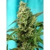 Green Poison F1 Fast Version - Sweet Seeds