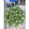 bruce banner autoflower seeds