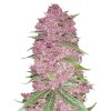 Purple Lemonade Auto - 42 Fast Buds