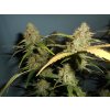 amnesia auto rostlina marihuany