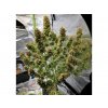 amnesisa autoflower seeds