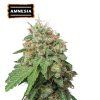 Amnesia Auto - Seed Stockers