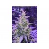 amnesia Marihuana
