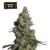 Moby Dick Autoflower seeds