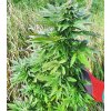 Super Skunk auto semínka konopí
