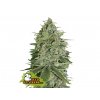 Super Skunk Auto - Seed Stockers