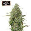 BCN Critical XXL Auto - Seed Stockers
