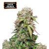 Jack Herer Autoflower seeds