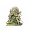 Jack Herer Auto - Seed Stockers