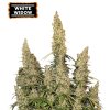 White Widow samonakvétací marihuana